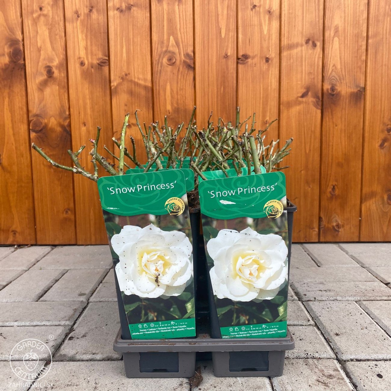 Obrázok Ruža mnohokvetá (Rosa floribunda) 'SNOW PRINCESS' - výška 10-20 cm, kont. P11